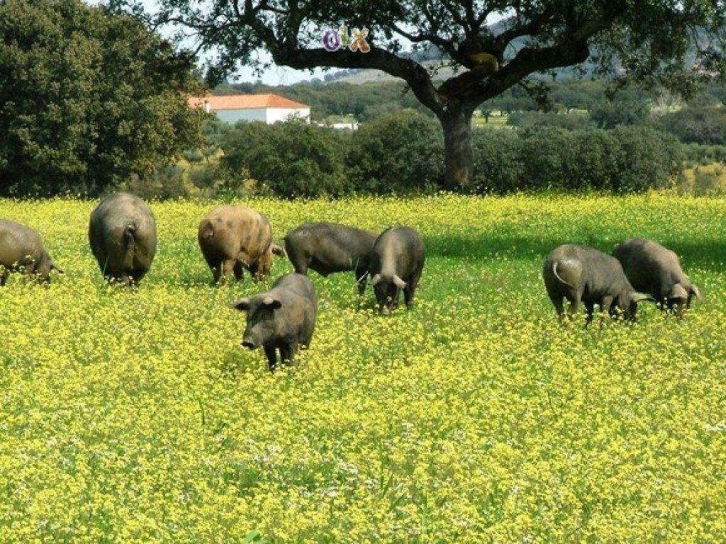 Abetarda Cc Villa São Marcos da Ataboeira Kültér fotó